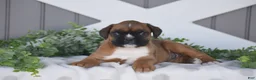 Boxer dogs for sale: Gigi - Ad 6