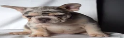 French Bulldog dogs for sale: Thea - Ad 26