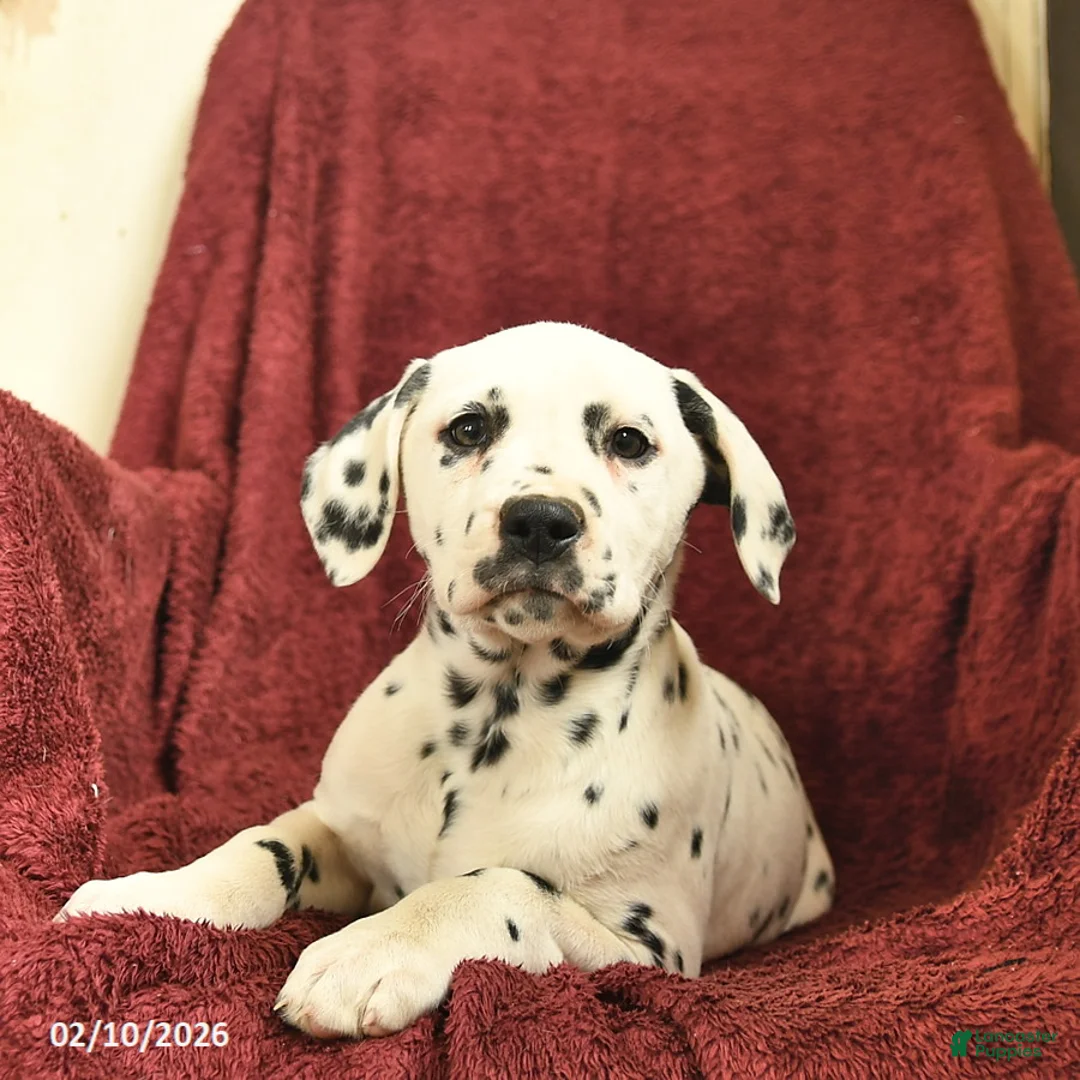 Dalmatian dogs for sale: Samantha  - Ad 3