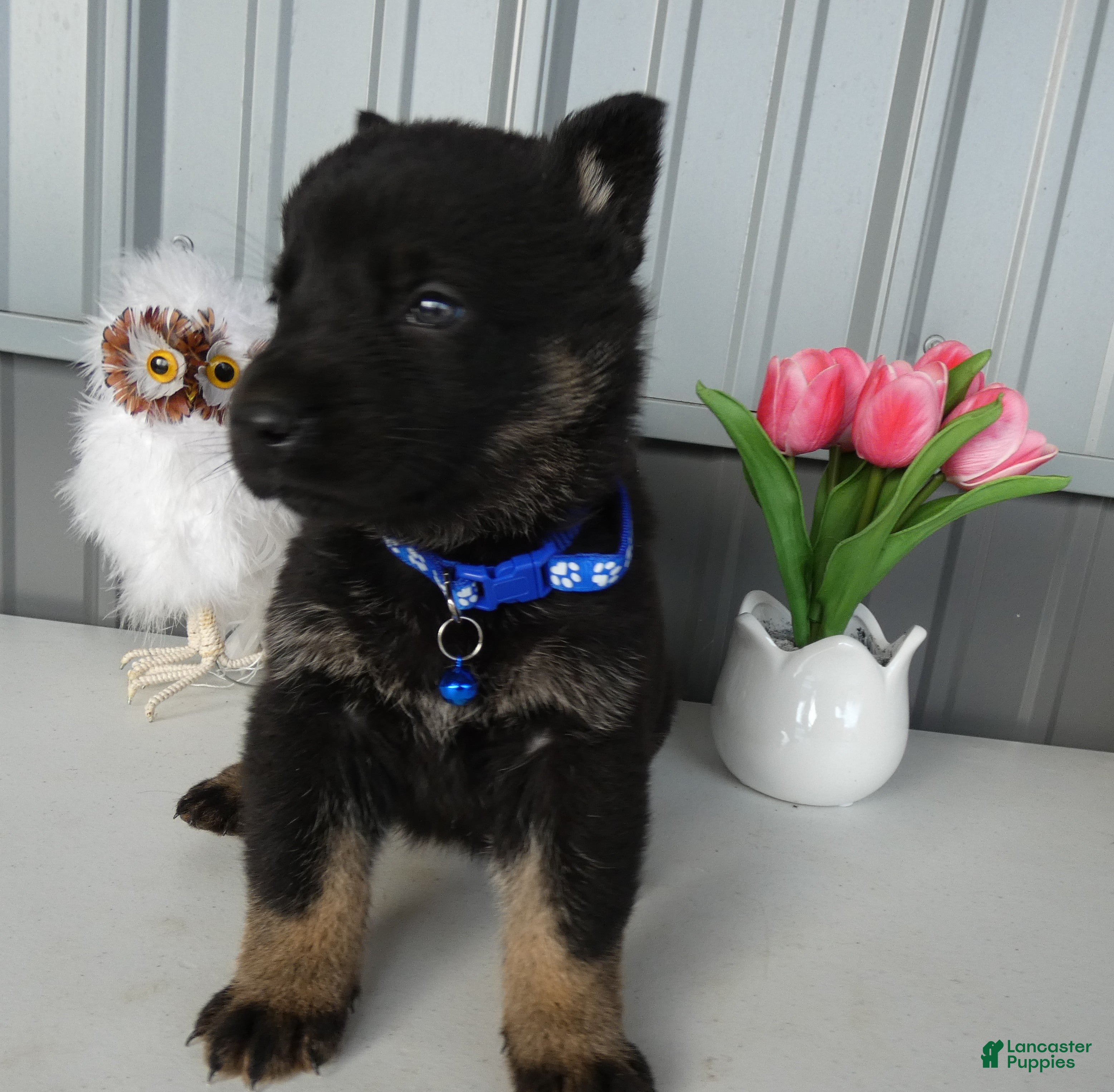 German Shepherd dogs German Shepherd Puppy 5 Bessie - Ad 6