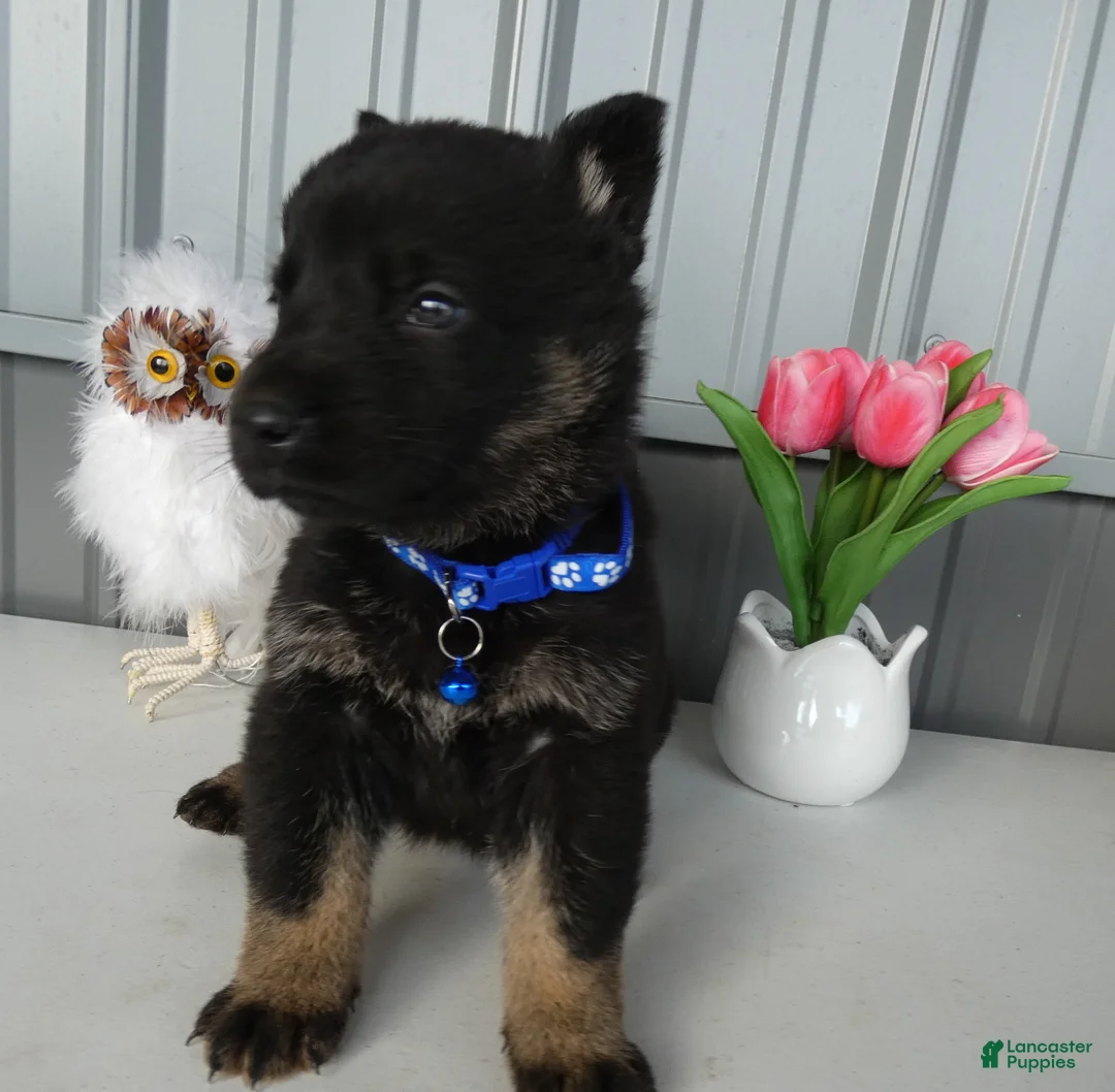 German Shepherd dogs for sale: German Shepherd Puppy 5 Bessie - Ad 2