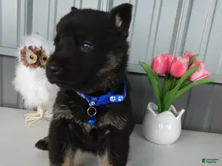 German Shepherd dogs German Shepherd Puppy 5 Bessie - Ad 6