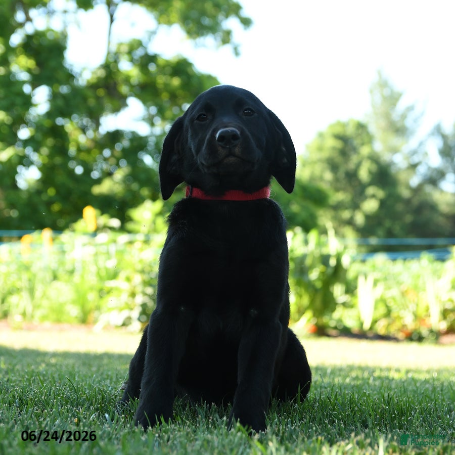 Labrador Retriever dogs Lassie  - Ad 1