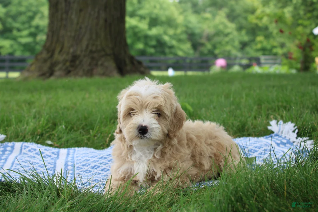 Mini Goldendoodle dogs for sale: Tinkerbell - Ad 1