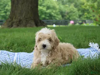 Mini Goldendoodle dogs Tinkerbell - Ad 20