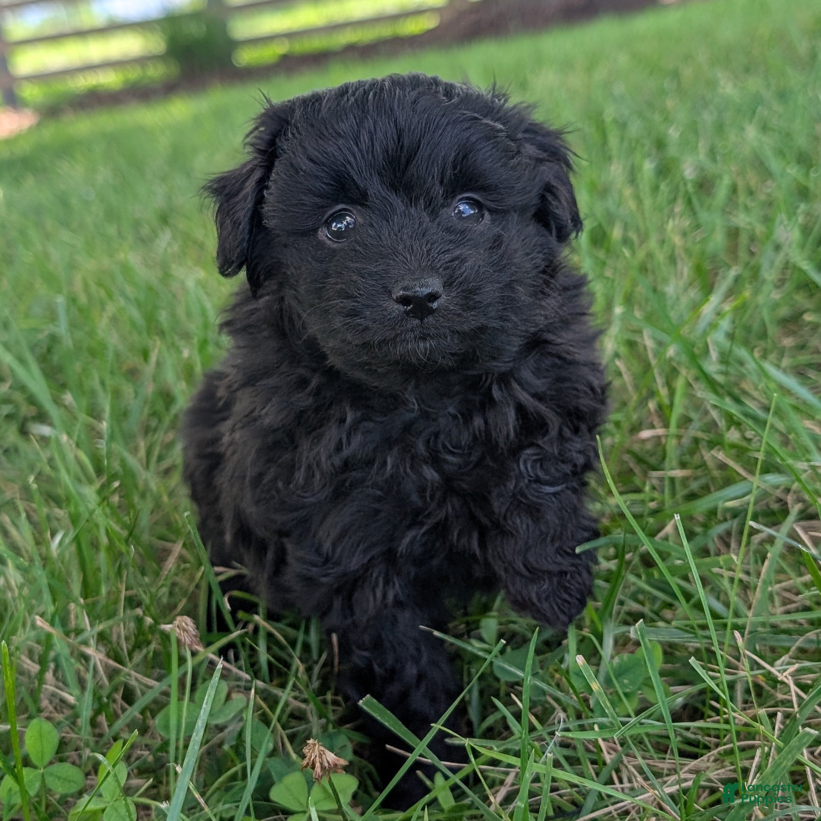 Pomapoo dogs Chia - Ad 1