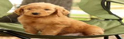 Mini Goldendoodle dogs for sale: Mark - Ad 7