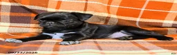 Pug dogs for sale: Betty    - Ad 2