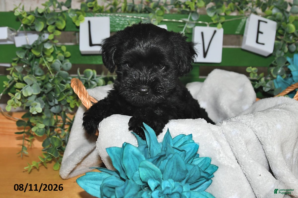 Yorkiepoo dogs Ike - Ad 1
