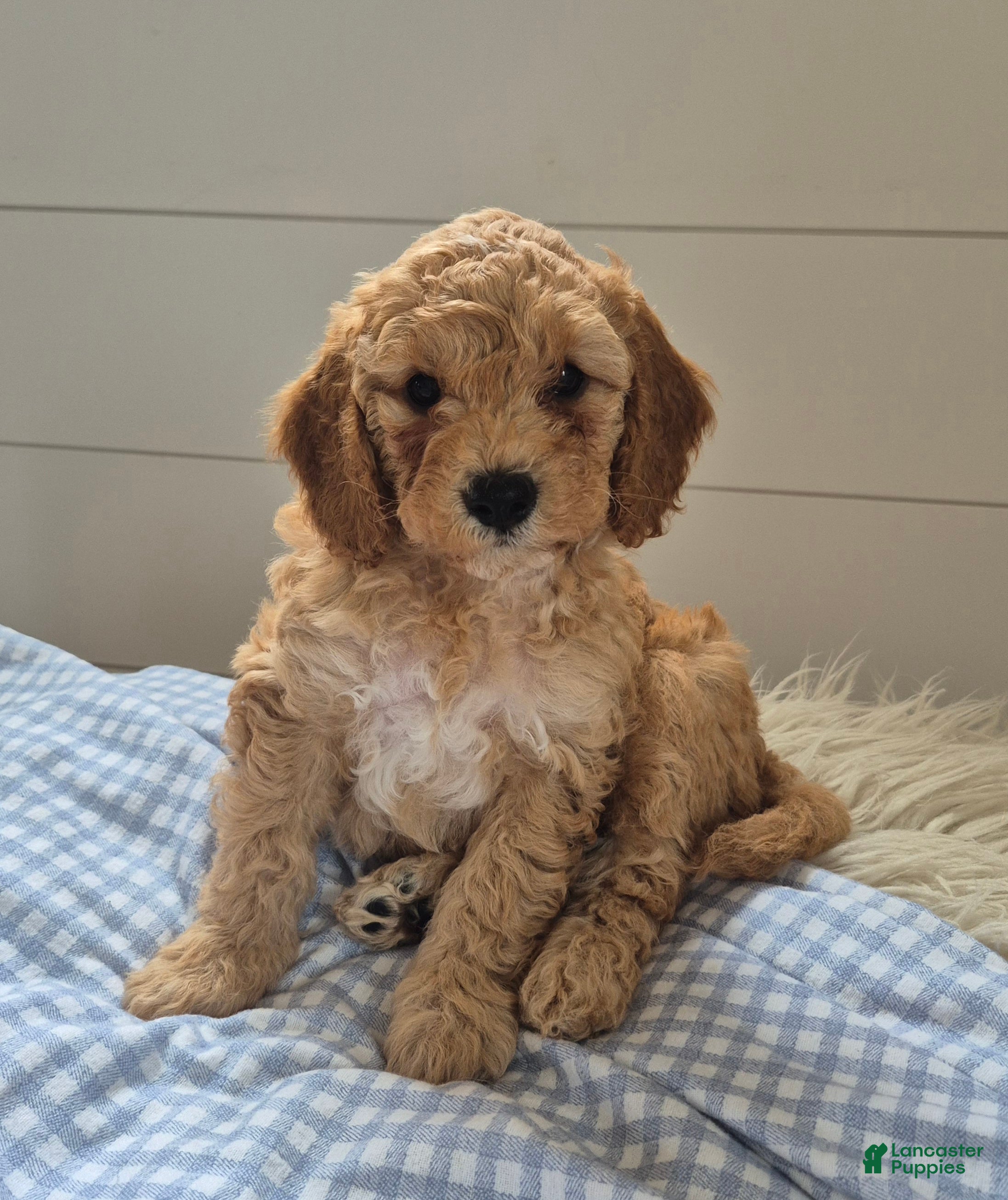Cockapoo dogs for sale: Tucker - Ad 1