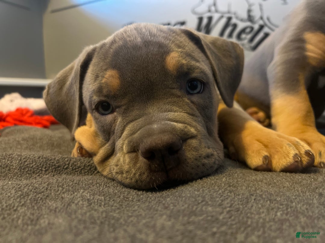 American Bully dogs for sale: Marley  - Ad 4