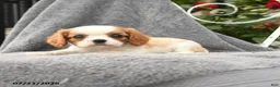 Cavalier King Charles Spaniel dogs for sale: Summer - Ad 5