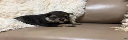 Pomeranian dogs for sale: Pomeranian 2 - Ad 5