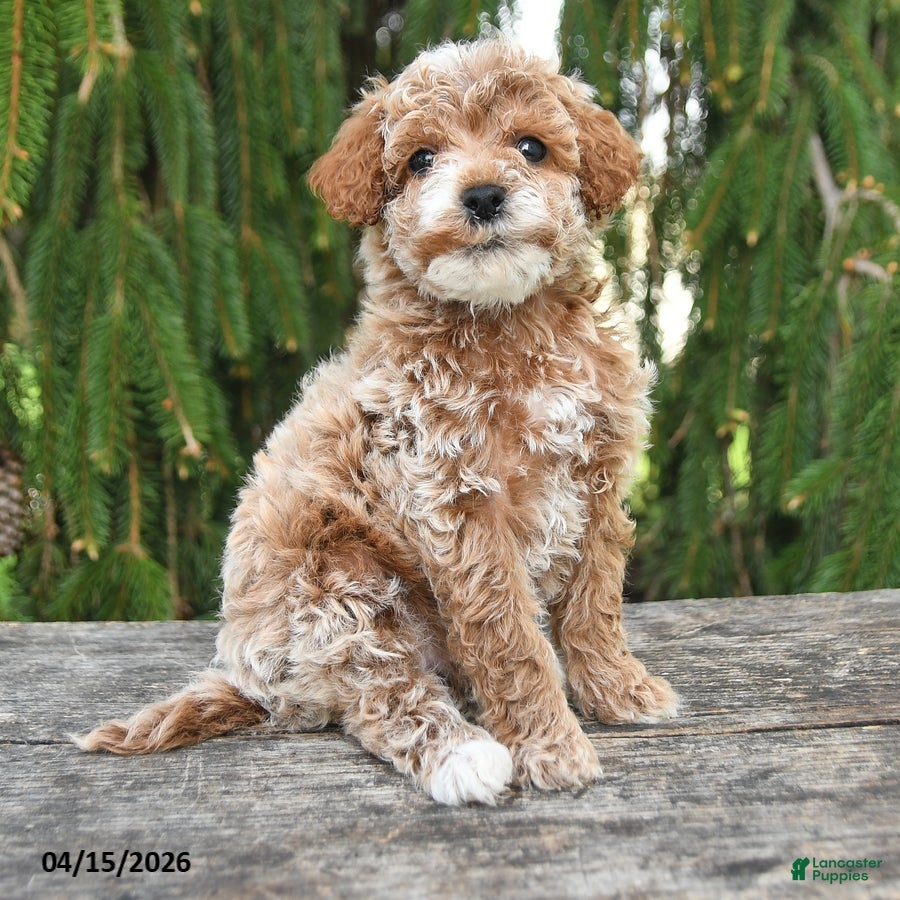 Goldendoodle dogs Max - Ad 2