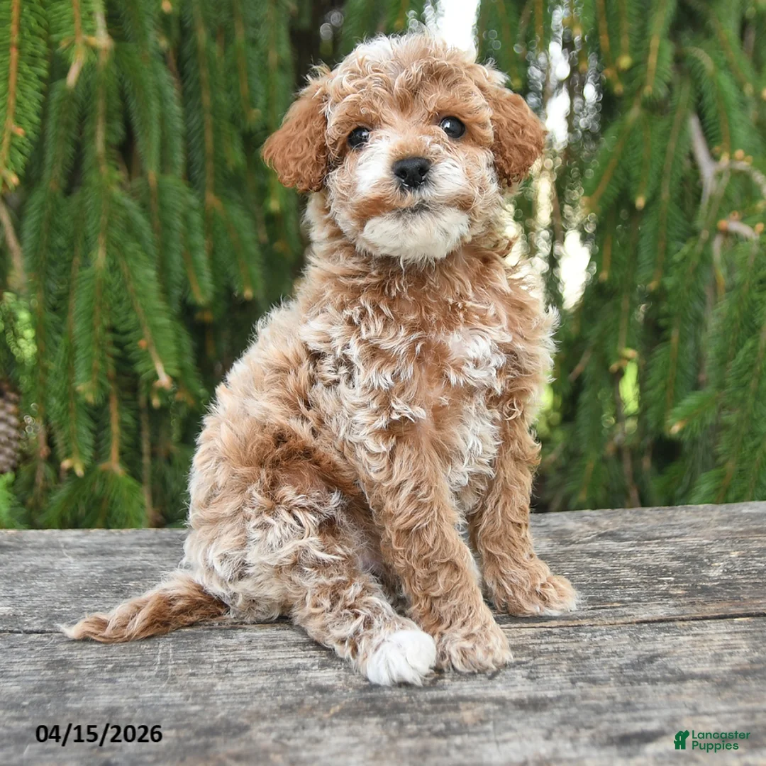 Goldendoodle dogs for sale: Max - Ad 2