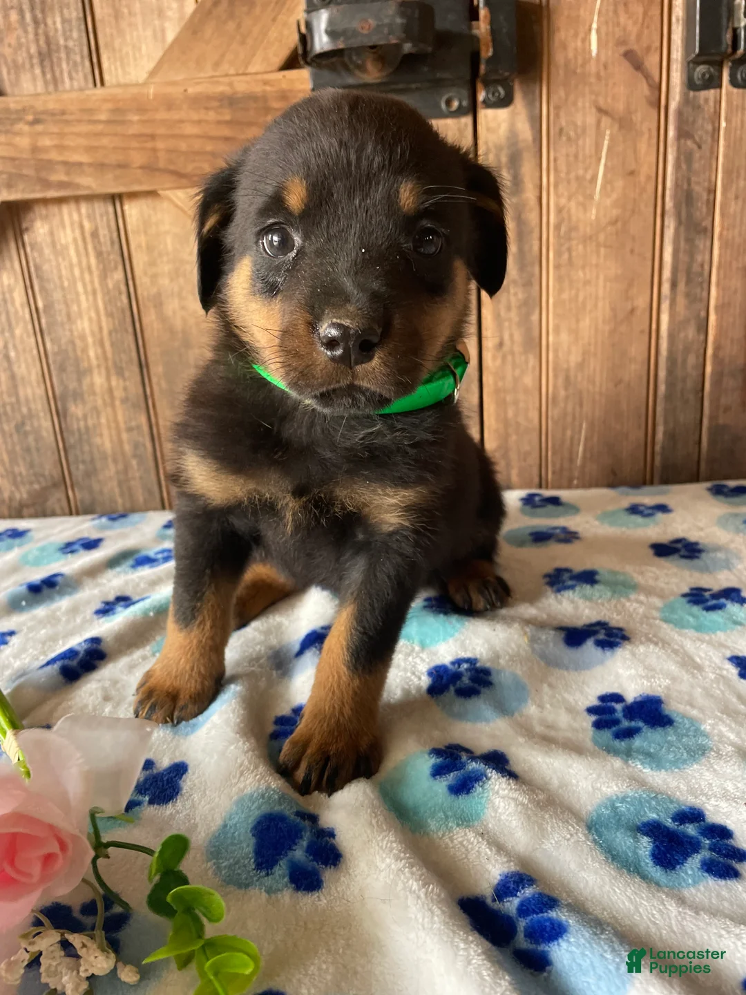 Rottweiler dogs for sale: Hunter - Ad 4