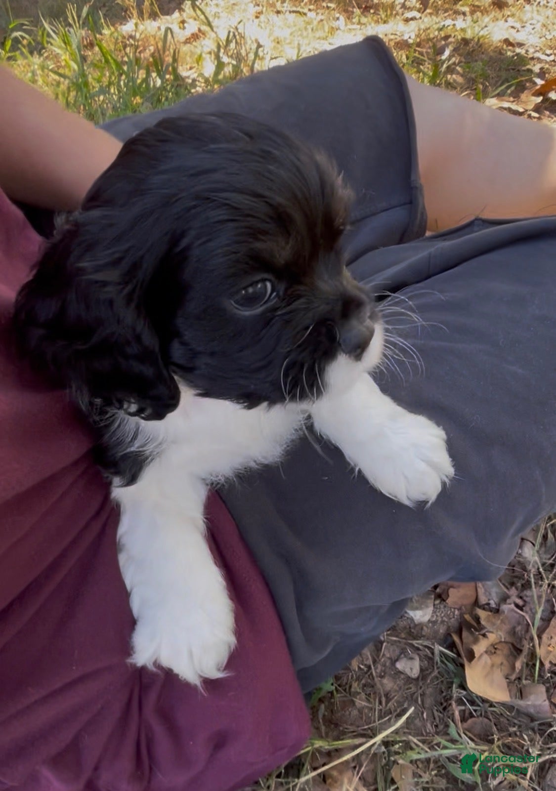 Mixed Breed dogs for sale: Zoë - Ad 2