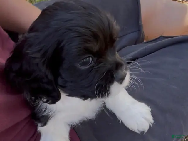 Mixed Breed dogs for sale: Zoë - Ad 2