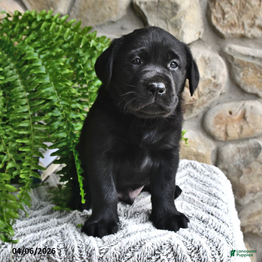 Labrador Retriever dogs Cocoa - Ad 2