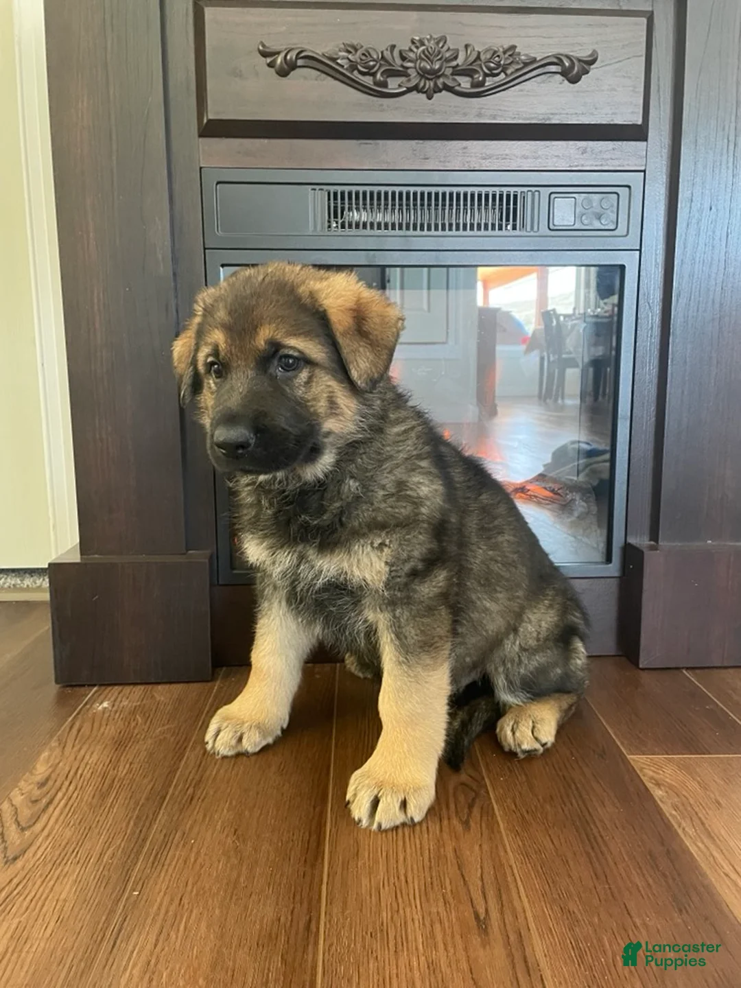 German Shepherd dogs for sale: Cody - Ad 2