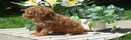 Miniature Poodle dogs for sale: Princess - Ad 6