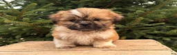 Shih Tzu dogs for sale: Jasmine - Ad 4