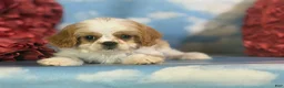 Cavapoo dogs for sale: Chipotle - Ad 1
