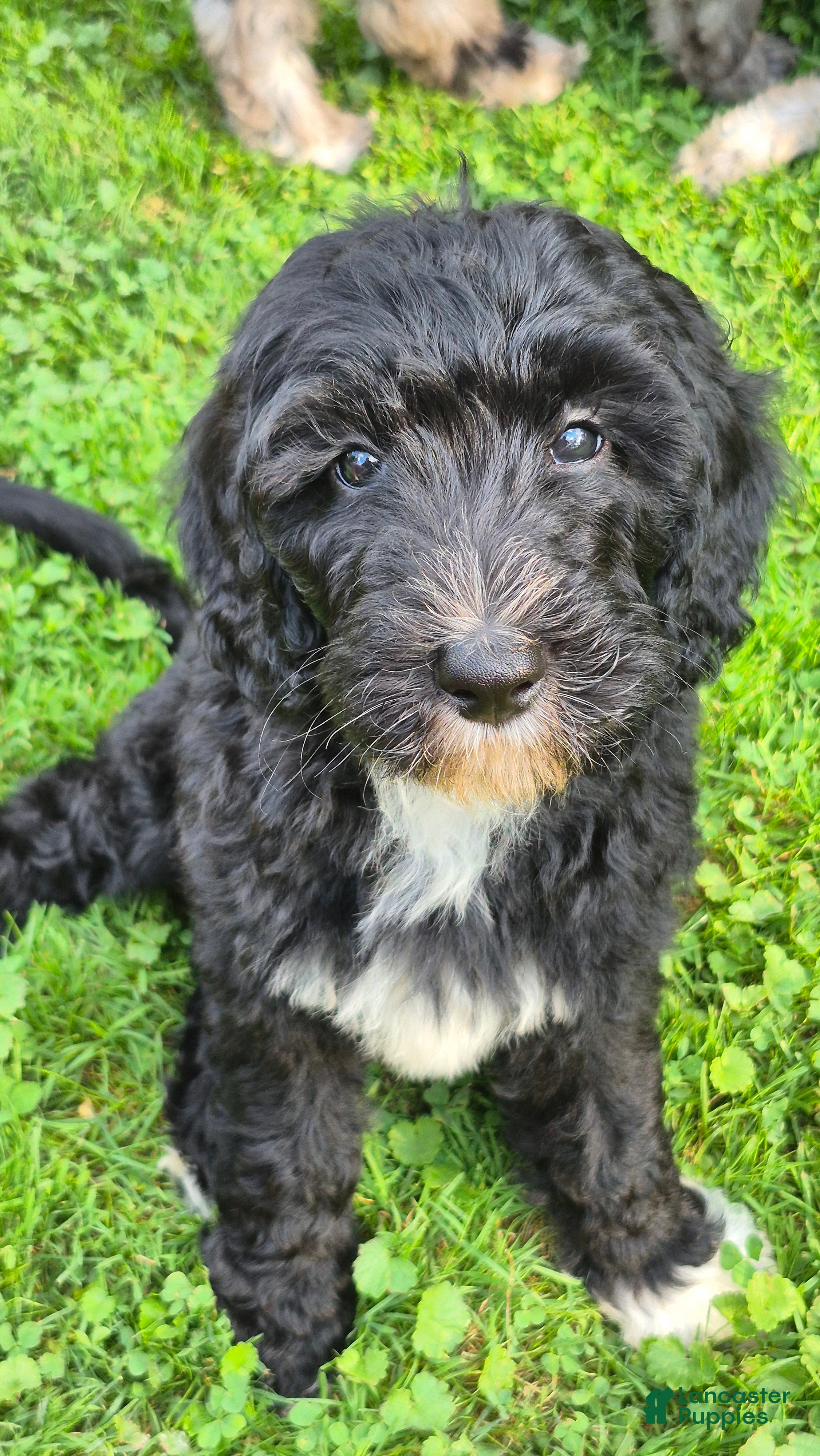 Mini Sheepadoodle dogs Ripley  - Ad 1