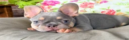 French Bulldog dogs for sale: BUCK  - Ad 4