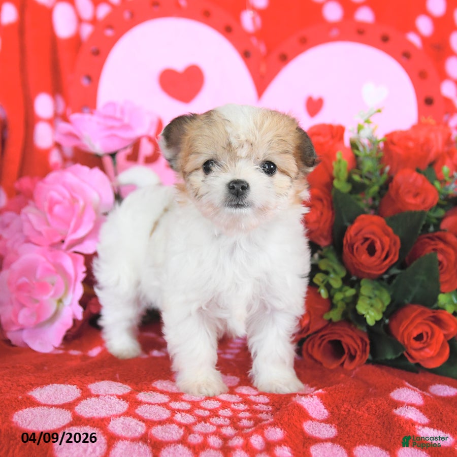 Mixed Breed dogs Barbie - Ad 2