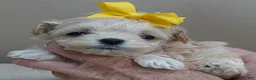 Maltipoo dogs for sale: Niko TEACUP 1 lb 2 ozs - Ad 3
