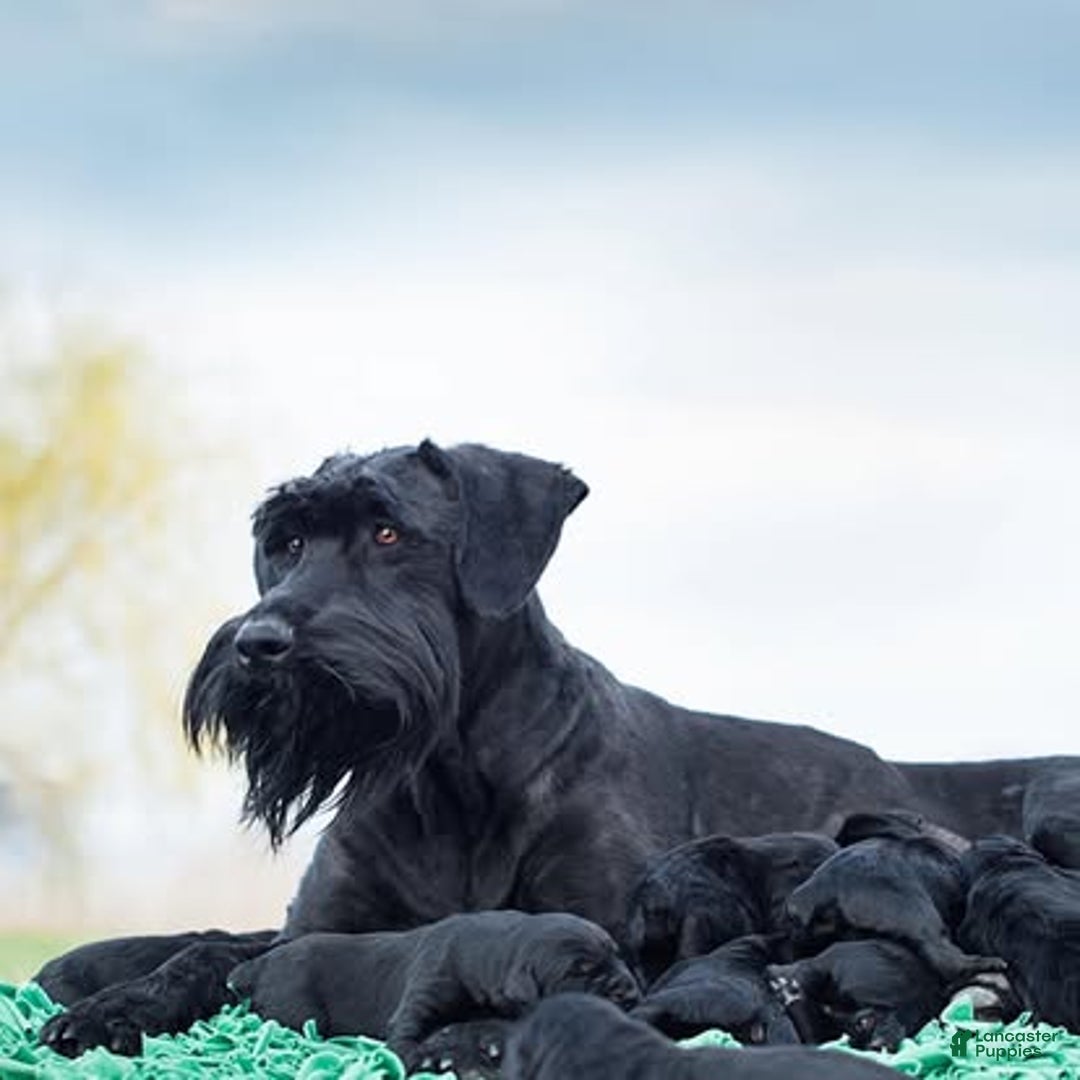 Giant Schnauzer dogs for sale: MAPLE Giant Schnauzer Girl  - Ad 2