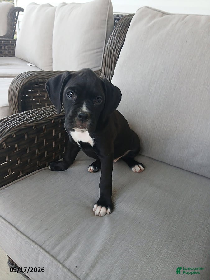 Boxer dogs Monica - Ad 2