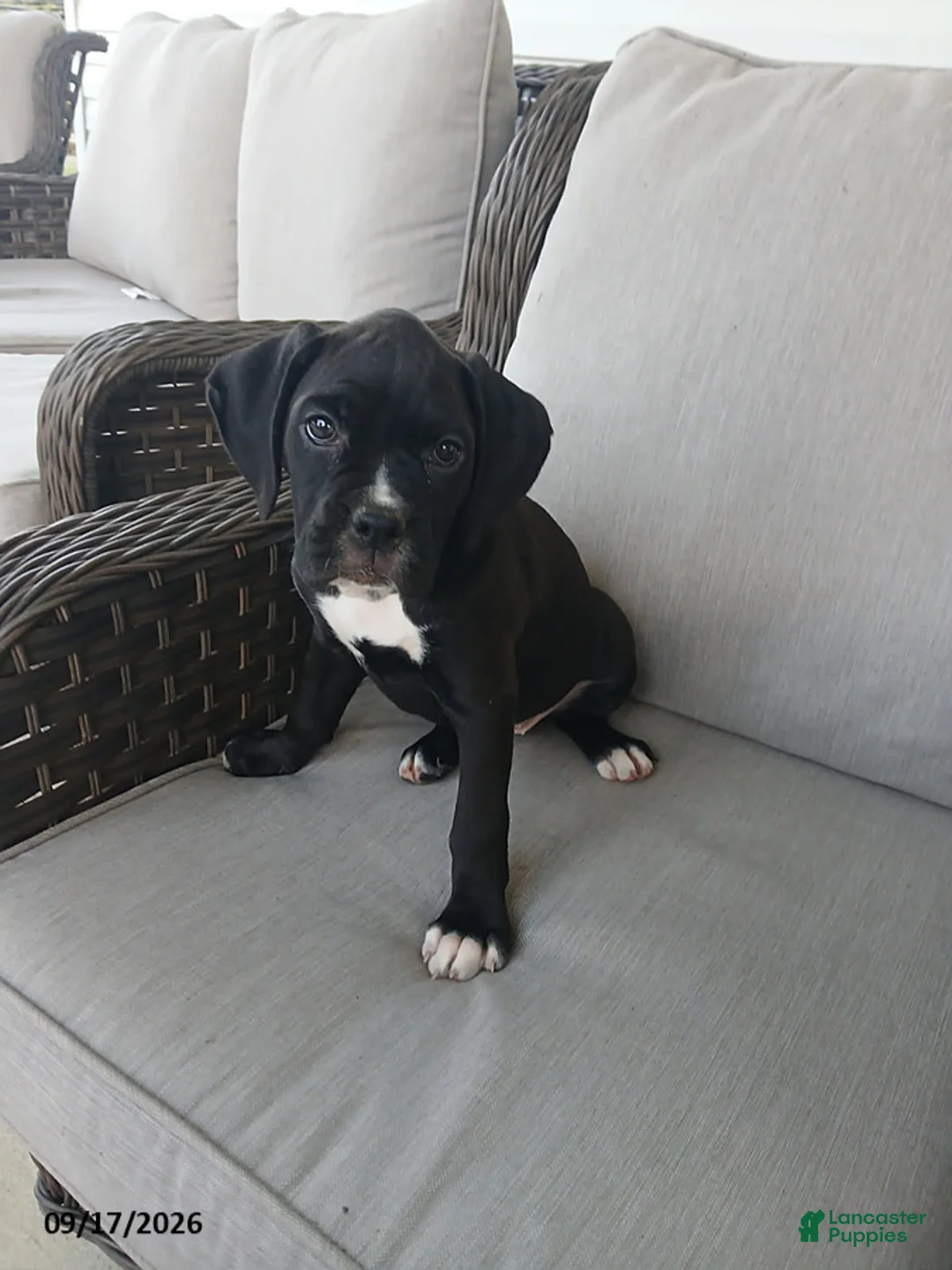 Boxer dogs for sale: Monica - Ad 2