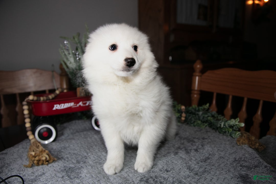 American Eskimo dogs for sale: Cotton - Ad 3