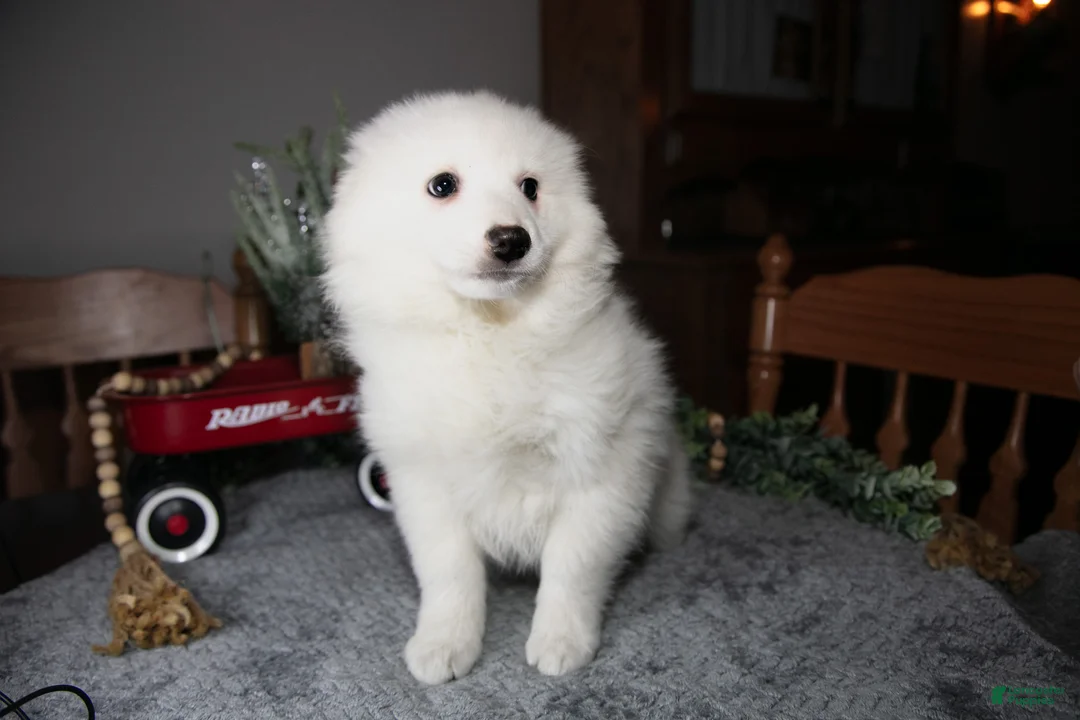 American Eskimo dogs for sale: Cotton - Ad 3