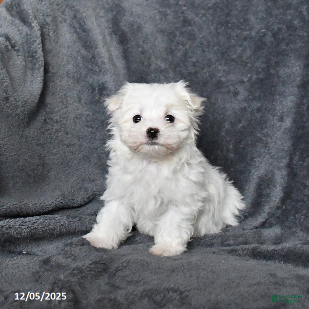 Maltese dogs for sale: Jack  - Ad 3