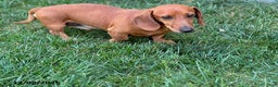 Miniature Dachshund dogs for sale: George - Ad 8