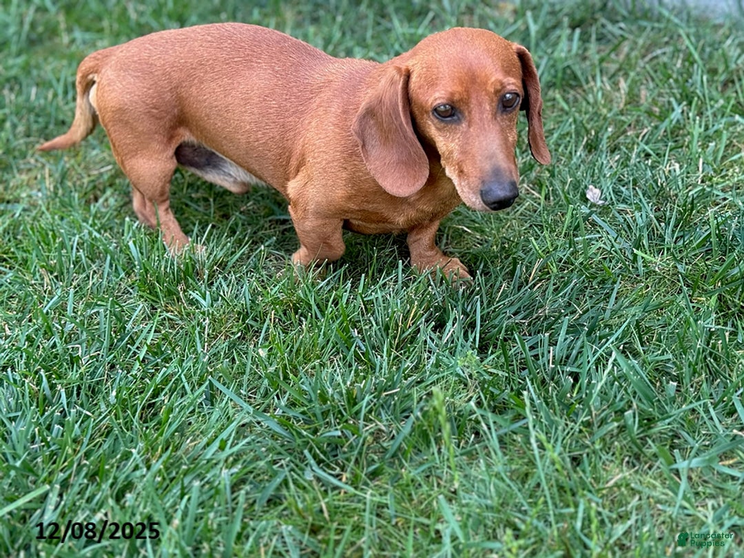 Miniature Dachshund dogs for sale: George - Ad 8