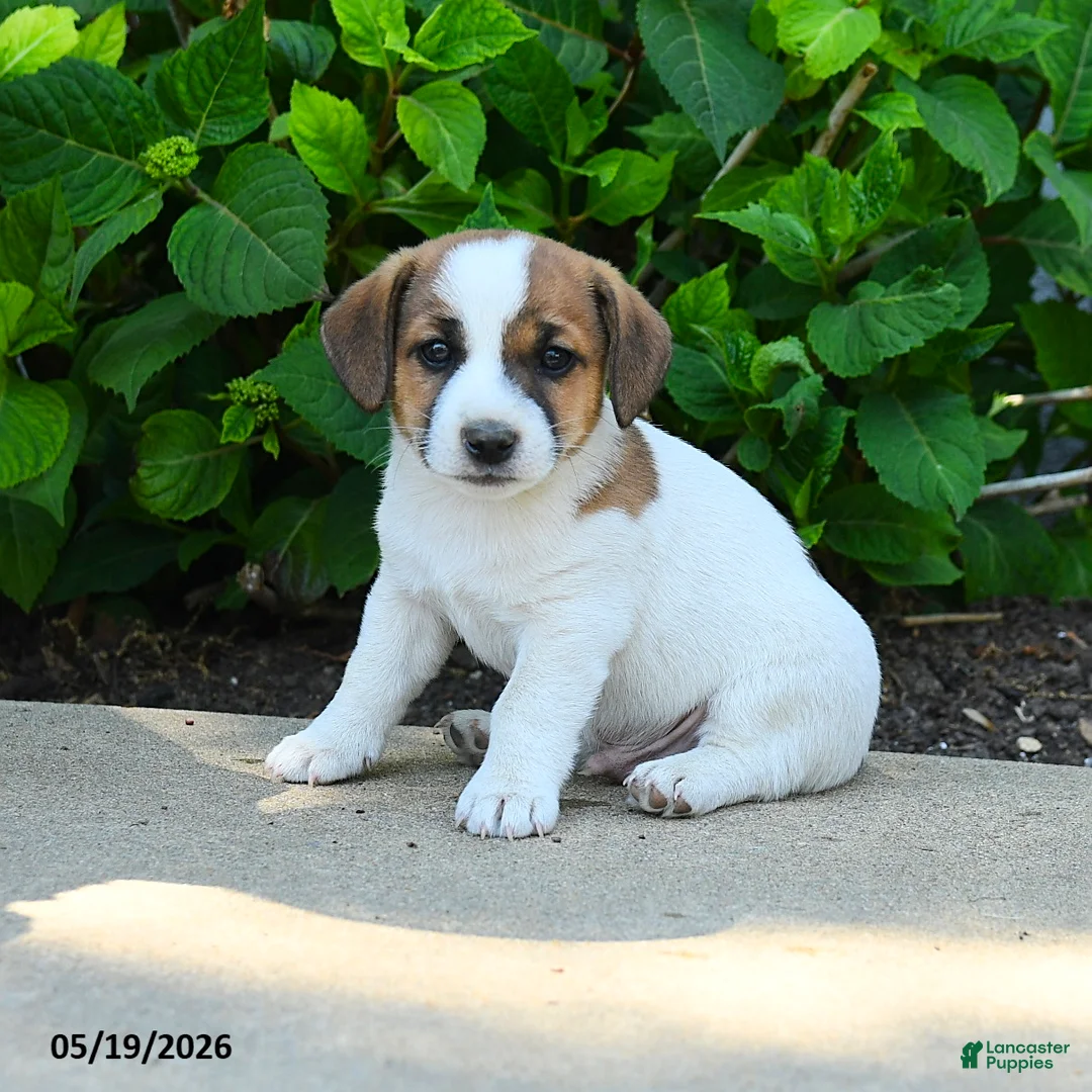 Jack Russell Terrier dogs for sale: Bennett - Ad 1