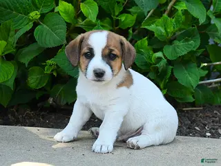 Jack Russell Terrier dogs for sale: Bennett - Ad 4