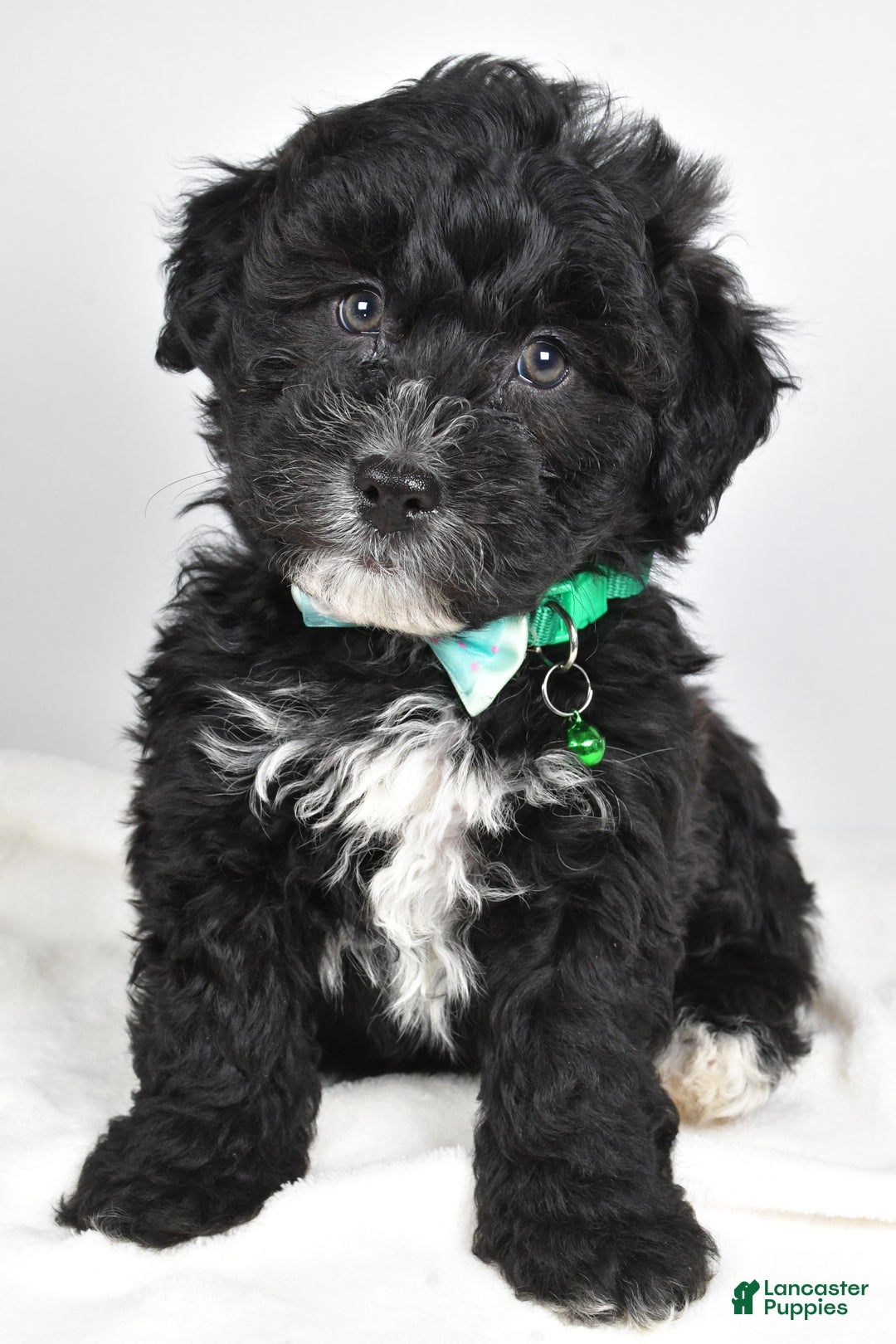 Newfypoo dogs for sale: Holly f one b - Ad 11