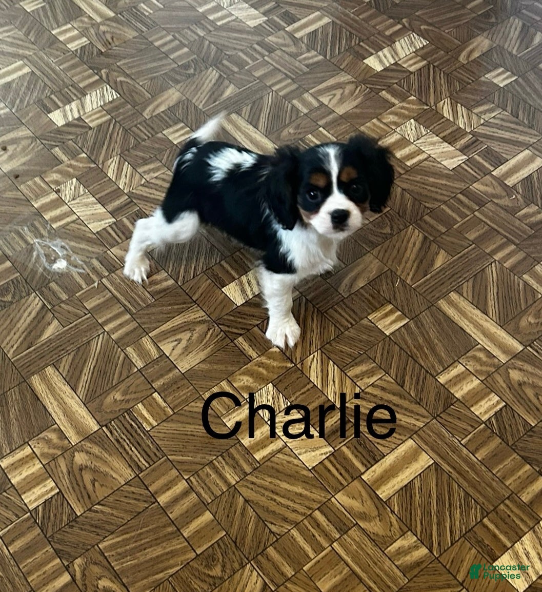 Cavalier King Charles Spaniel dogs Cavalier King Charles Spaniel Puppy 1 - Ad 5