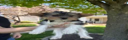Mixed Breed dogs for sale: Gidget - Ad 3