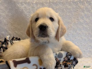 Golden Retriever dogs Ebenezer - Ad 16