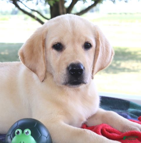Labrador Retriever dogs Lucy - Champ lines - Ad 2