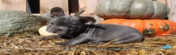 Mixed Breed dogs for sale: Teddy - Ad 3