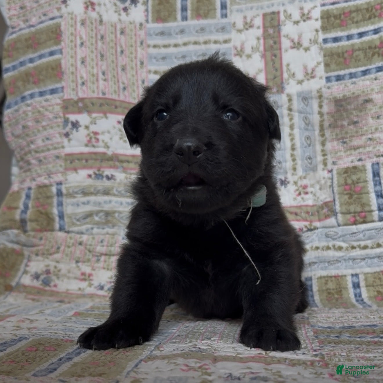 German Shepherd dogs TIC TAC - Ad 2