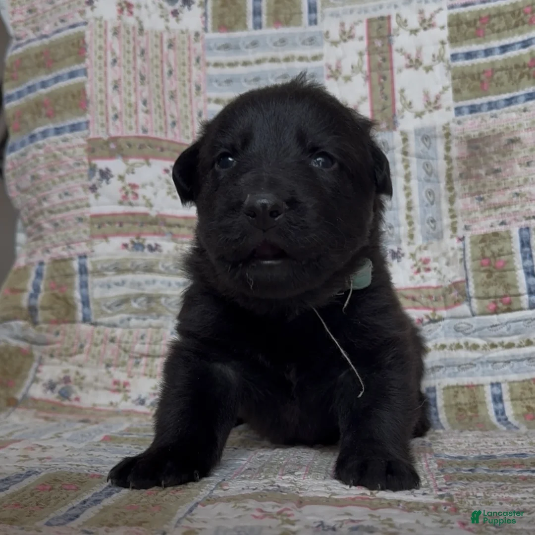 German Shepherd dogs for sale: TIC TAC - Ad 2