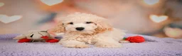 Cavapoo dogs for sale: pete - Ad 11